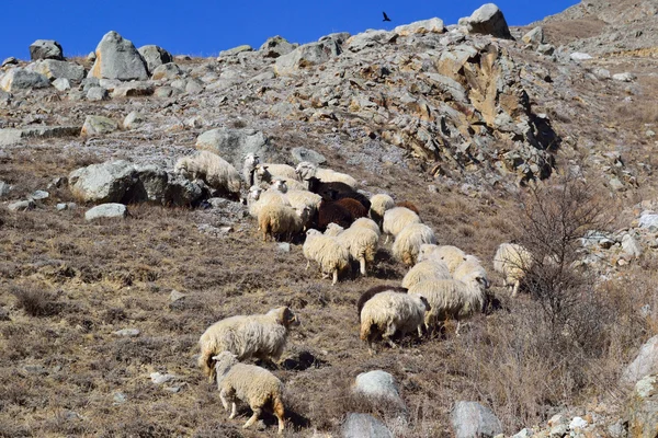 羊在山路上 — 图库照片